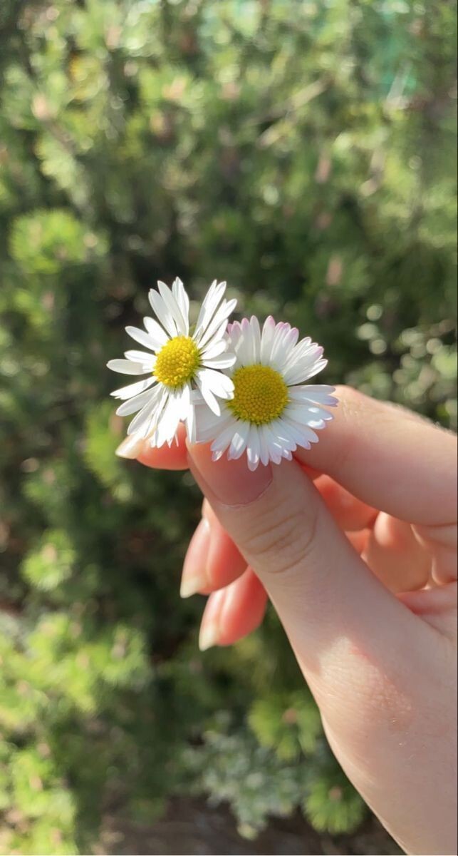 Hadi gelin kalbinizdeki sizi seviyor mu sevmiyor mu söyleyeyim?
