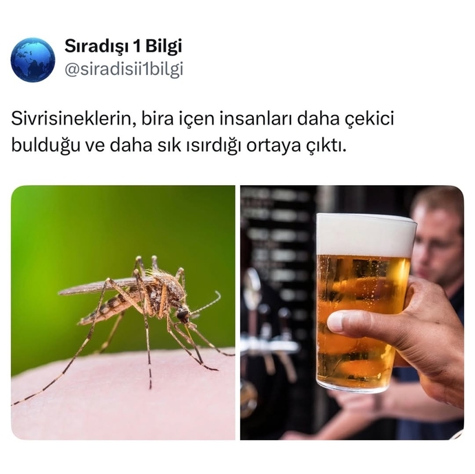 Bira seviyor musunuz ne sıklıkla içiyorsunuz?
