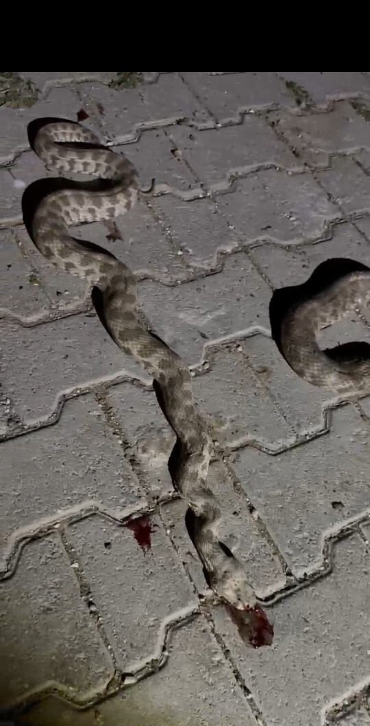Hocam bundan gören var mı hiç?