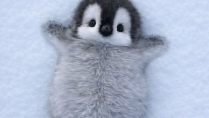Sana bir penguen hediye etseler adını ne koyardın?