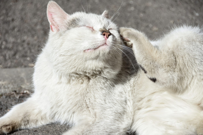 Sokakta beslediğim kedi dostlarım pirelenmiş, pirelere karşı en uygun doğal çözüm nedir veterinere gitmeden?