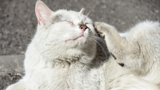 Sokakta beslediğim kedi dostlarım pirelenmiş, pirelere karşı en uygun doğal çözüm nedir veterinere gitmeden?