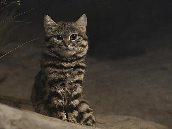 Ne kadar sevimli dimi 🥰