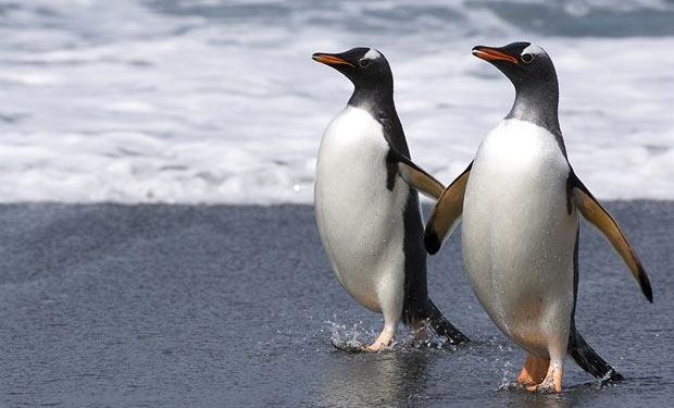 Gay penguenler gerçekten var mı, doğada ve hayvanat bahçelerinde bu kadar yaygın mı?