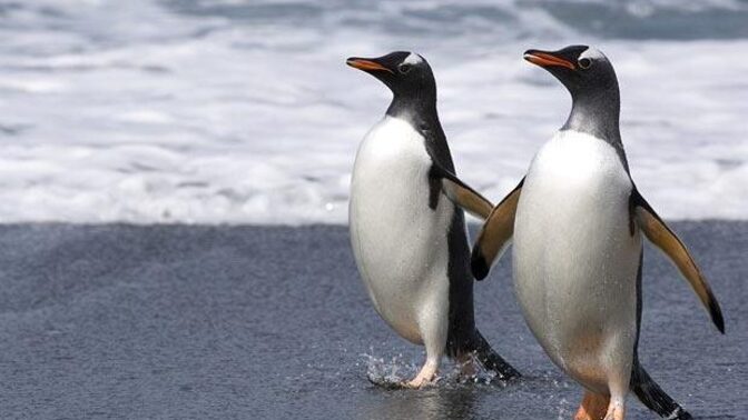 Gay penguenler gerçekten var mı, doğada ve hayvanat bahçelerinde bu kadar yaygın mı?