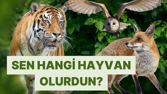 Aşk ilişkilerinde bir hayvan olsaydın hangi hayvan olurdun ve neden?
