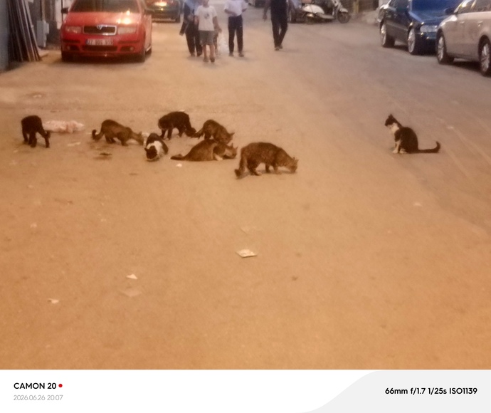 Mahallenizde kedi besleniyor mu?