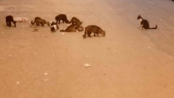 Mahallenizde kedi besleniyor mu?