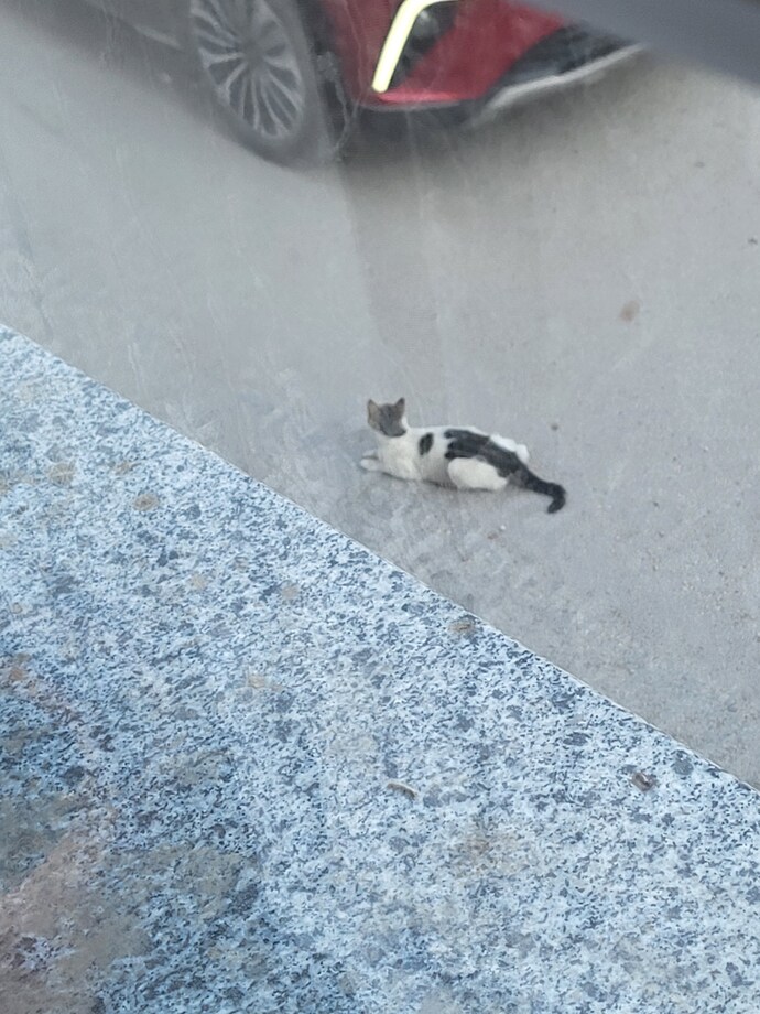 1 yaşındaki küçük kedim hamileyse doğumu nasıl olur, ne yapmam lazım?