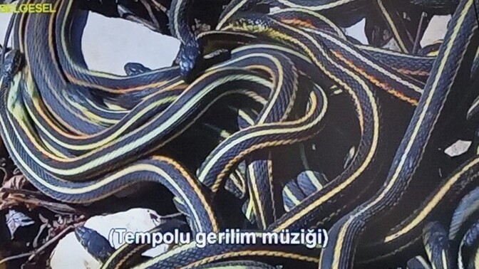 Bunlari nasıl çekiyorlar laaa?
