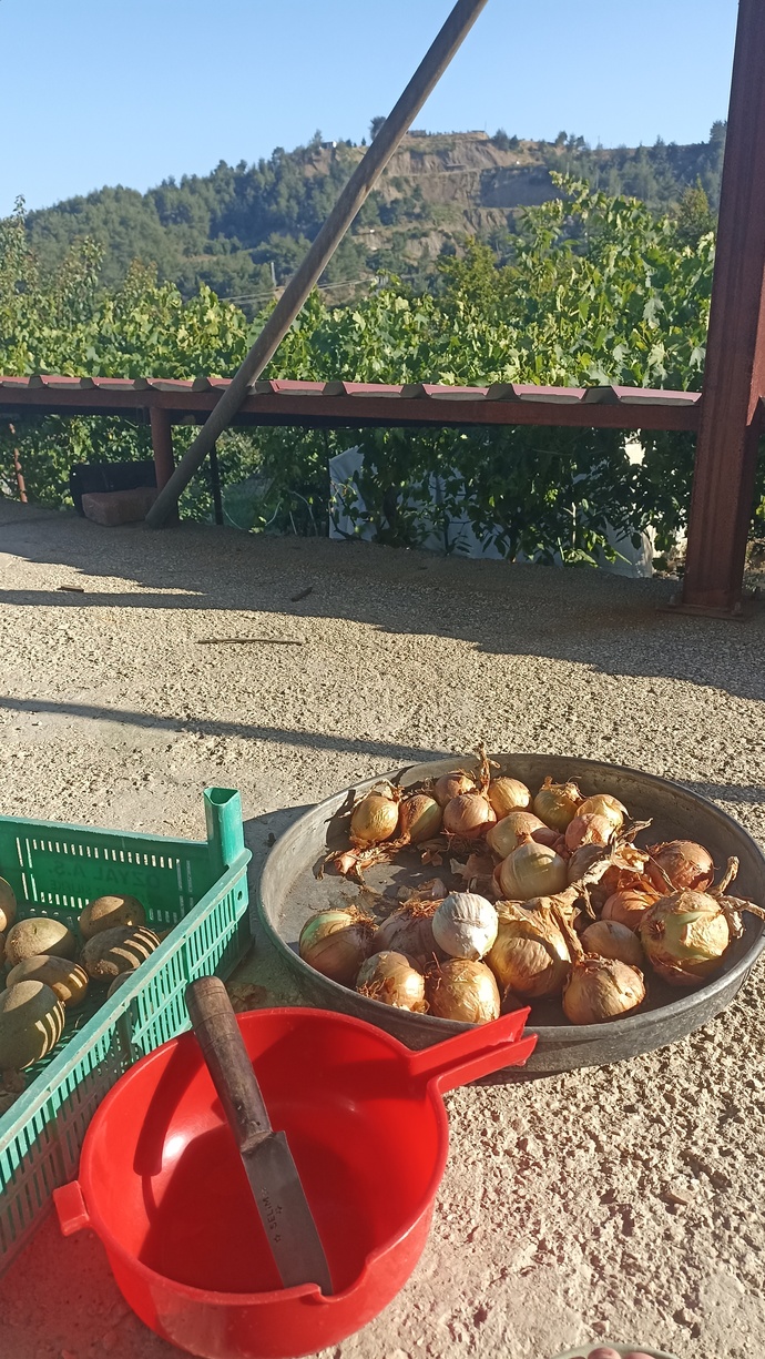 Göz yanmasını azaltmak için soğanı açık havada soymak gerçekten işe yarıyor mu?