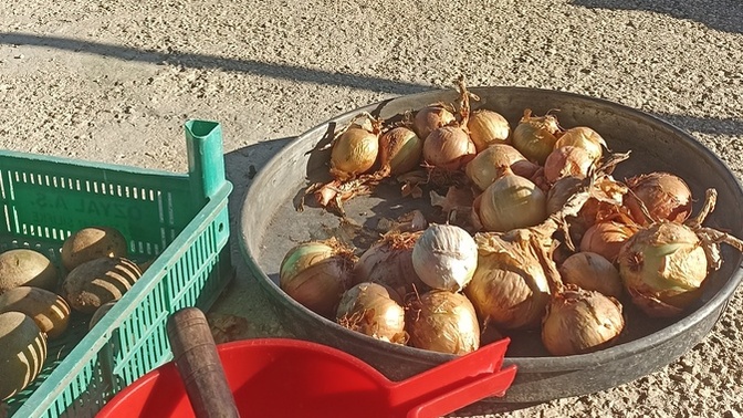Göz yanmasını azaltmak için soğanı açık havada soymak gerçekten işe yarıyor mu?