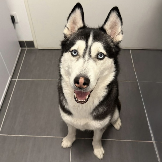 Sizce hangi köpeğim daha tatlı, Freya mı yoksa Odin mi ve neden?