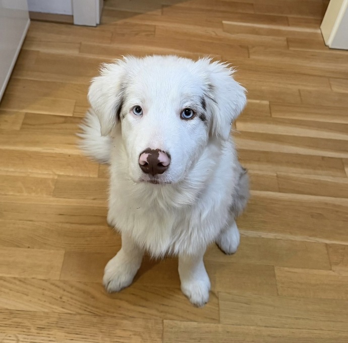 Sizce hangi köpeğim daha tatlı, Freya mı yoksa Odin mi ve neden?