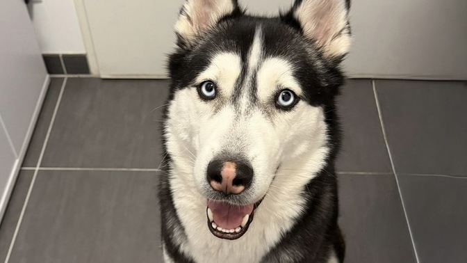 Sizce hangi köpeğim daha tatlı, Freya mı yoksa Odin mi ve neden?