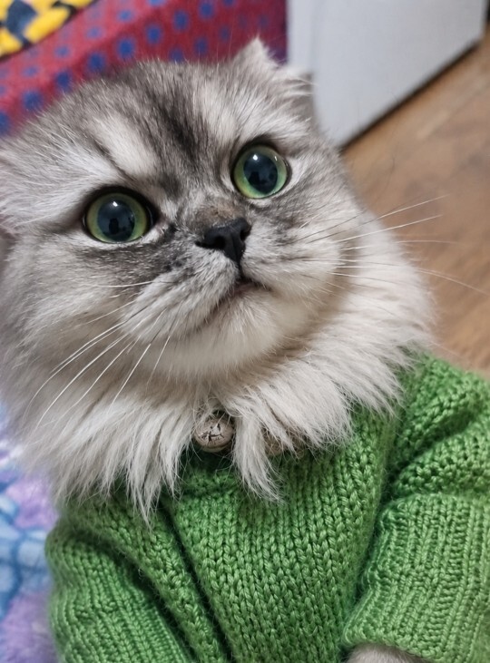 Kediniz var mı 🤓😽 ?