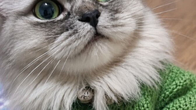 Kediniz var mı 🤓😽 ?