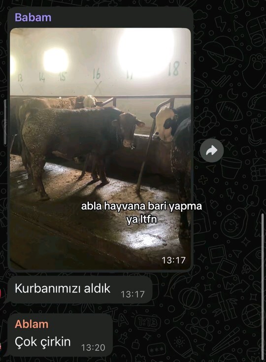 İnsanlar birbirlerini güzel ve çirkin diye tanımlarken beğendikleri hayvanlar hakkına neden böyle düşünmezler?