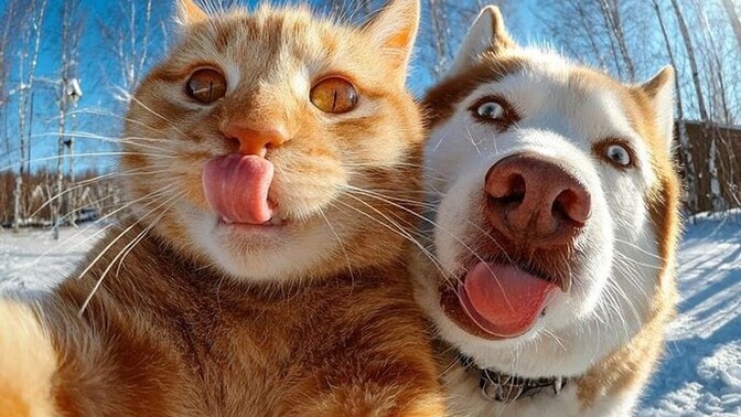 Kedi insanı mısın, köpek insanı mısın?
