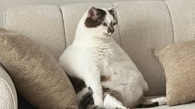 Kedim ödem topladı kedime nasıl ödem attırabiliriz yardım?