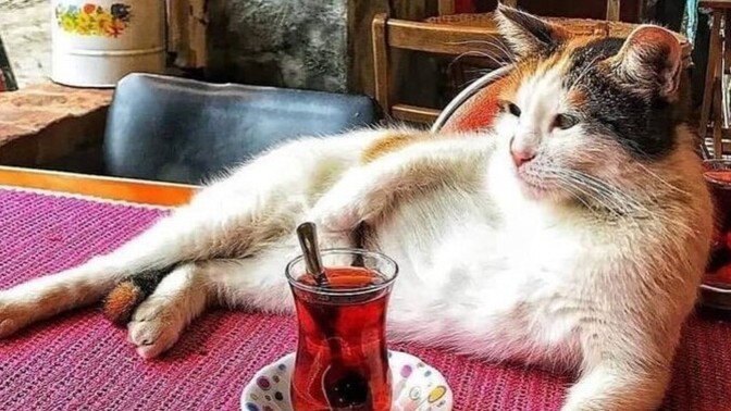 Her gün çay içer misin?