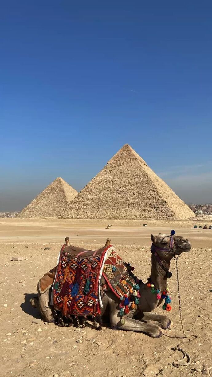 🐫