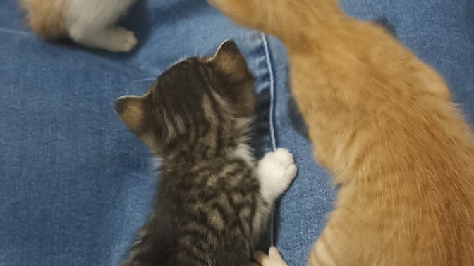 Üç farklı renkli tekir kediniz oldumu?