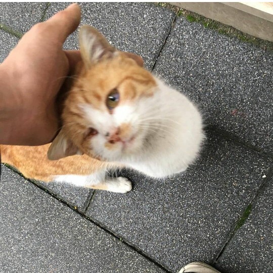 Evcil hayvanı olanlar, kedinizin veya köpeğinizin ismini neye göre seçtiniz, arkasında nasıl bir hikaye var?