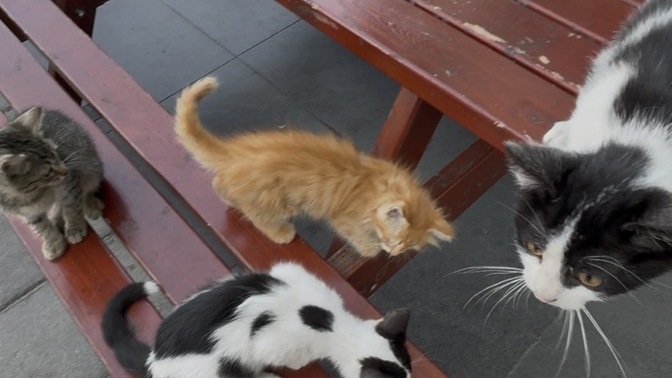 Hangisini alıp evimin yeni üyesi yapsam?