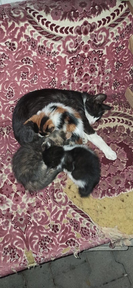Kediler yakınlarının öldüğünü gerçekten anlayıp ona göre mi davranıyor?