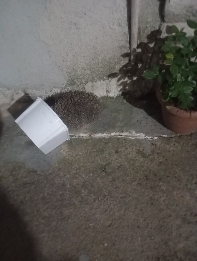 Kirpiler çok tatlı değil mi?