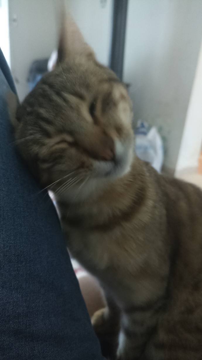 Hangi hayvanla konuşabilmek isterdin?