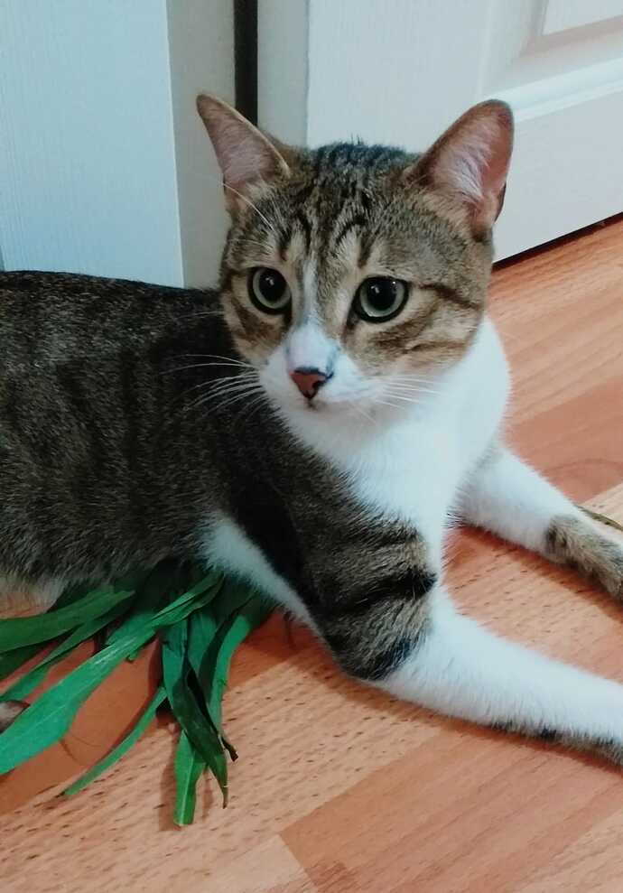Evcil hayvanlara kıyafet giydirilmesi sana göre doğru mu?