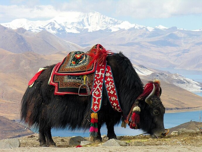 Evcil hayvanlar
