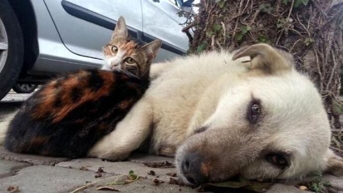 Sokak hayvanı sahiplenirken kedi mi köpek mi yoksa ikisini birden mi alırdın?