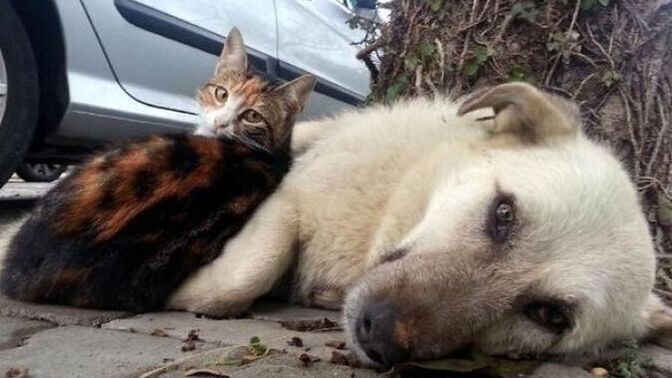 Sokak hayvanı sahiplenirken kedi mi köpek mi yoksa ikisini birden mi alırdın?