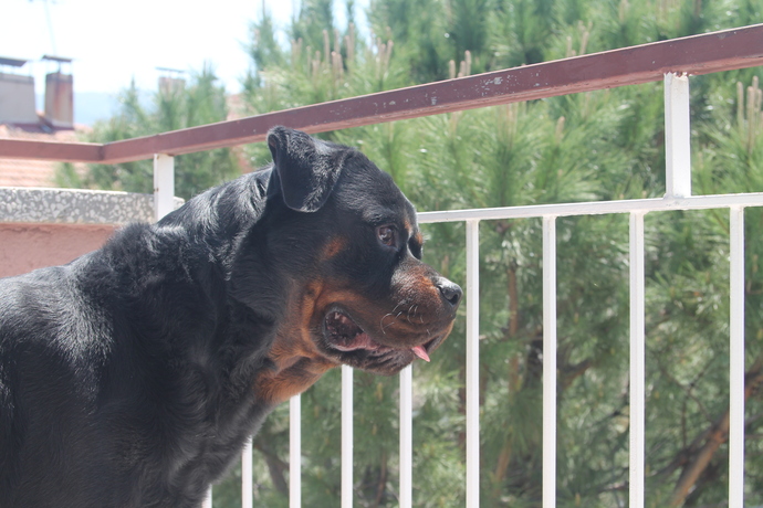 Rudy