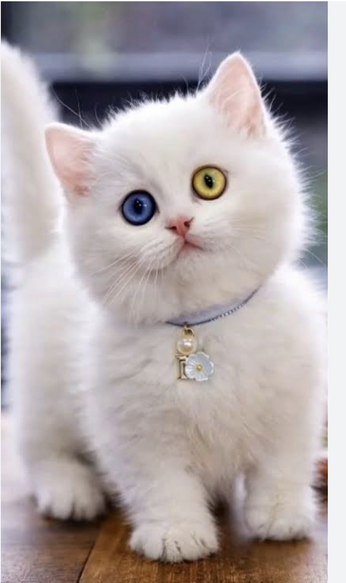 Kedi gibi masum bakış nasıl yapılır, sen bu bakışları nasıl tutturuyorsun?