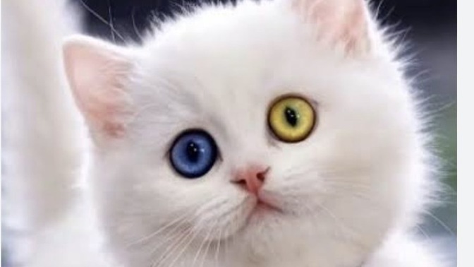 Kedi gibi masum bakış nasıl yapılır, sen bu bakışları nasıl tutturuyorsun?
