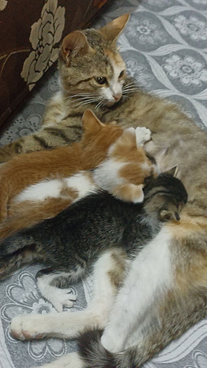 Kedi yavrularını izlemeyi sevenler burada mı, mama saati videoları da hoşunuza gidiyor mu?