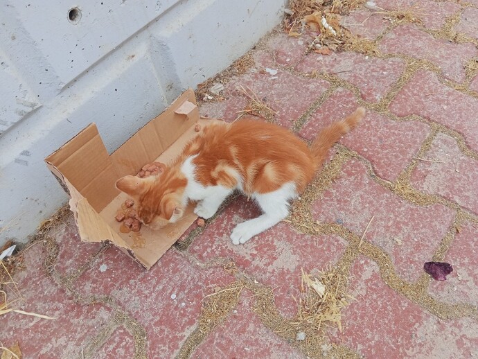 Kedi yavrularını izlemeyi sevenler burada mı, mama saati videoları da hoşunuza gidiyor mu?