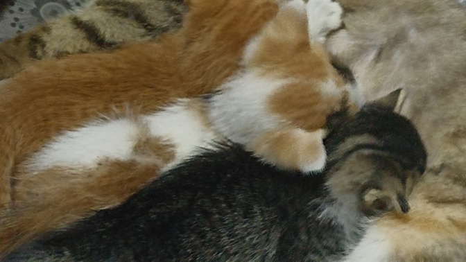 Kedi yavrularını izlemeyi sevenler burada mı, mama saati videoları da hoşunuza gidiyor mu?