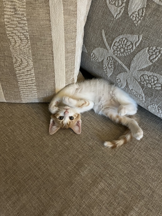 Selams canım napıyorsunuz?