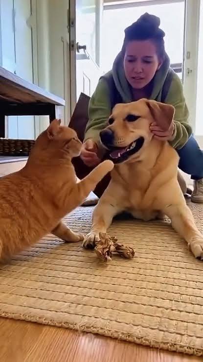 Kediler mi yoksa köpekler mi insanlarla daha kolay bağ kuruyor?