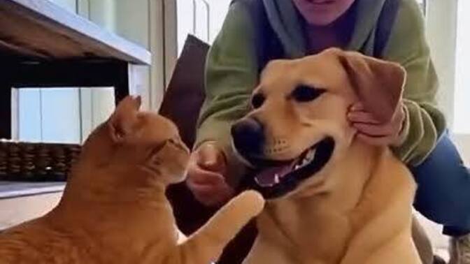 Kediler mi yoksa köpekler mi insanlarla daha kolay bağ kuruyor?