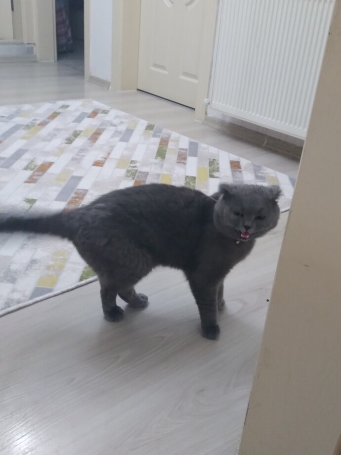 Kedim çok değişmiş mi sizce?