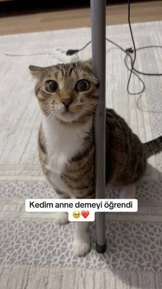 Evcil hayvanınızın gizli bir yeteneği olsa ne olmasını isterdiniz?