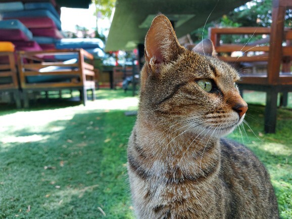 Kedilerin fotoğraflarını çeker misiniz?