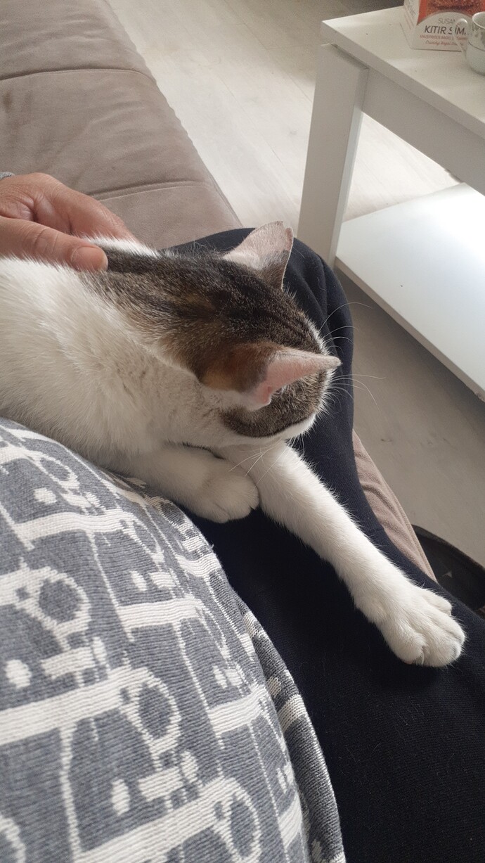 Kedilerin fotoğraflarını çeker misiniz?