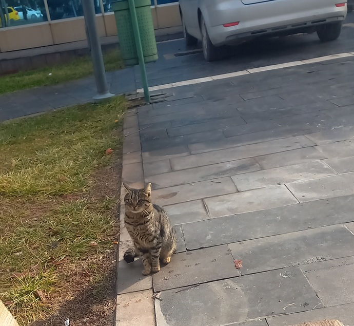 Kedilerin fotoğraflarını çeker misiniz?